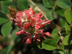 Indigovník (Indigofera spicata Forsk)