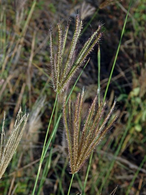 Chloris barbata Sw.