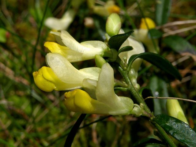 Zimostrázek alpský (Polygala chamaebuxus L.)