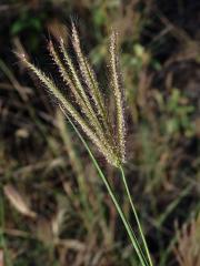 Chloris barbata Sw.