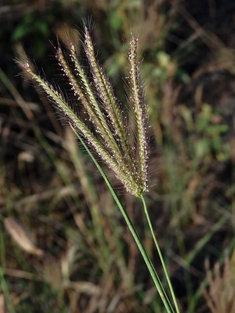 Chloris barbata Sw.