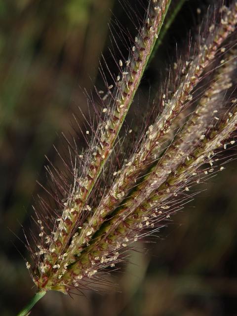 Chloris barbata Sw.