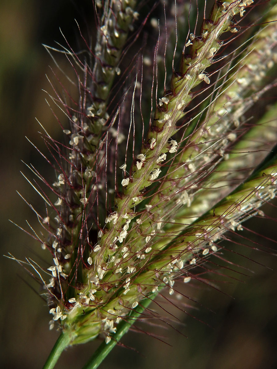 Chloris barbata Sw.