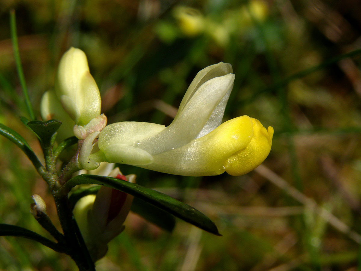 Zimostrázek alpský (Polygala chamaebuxus L.)