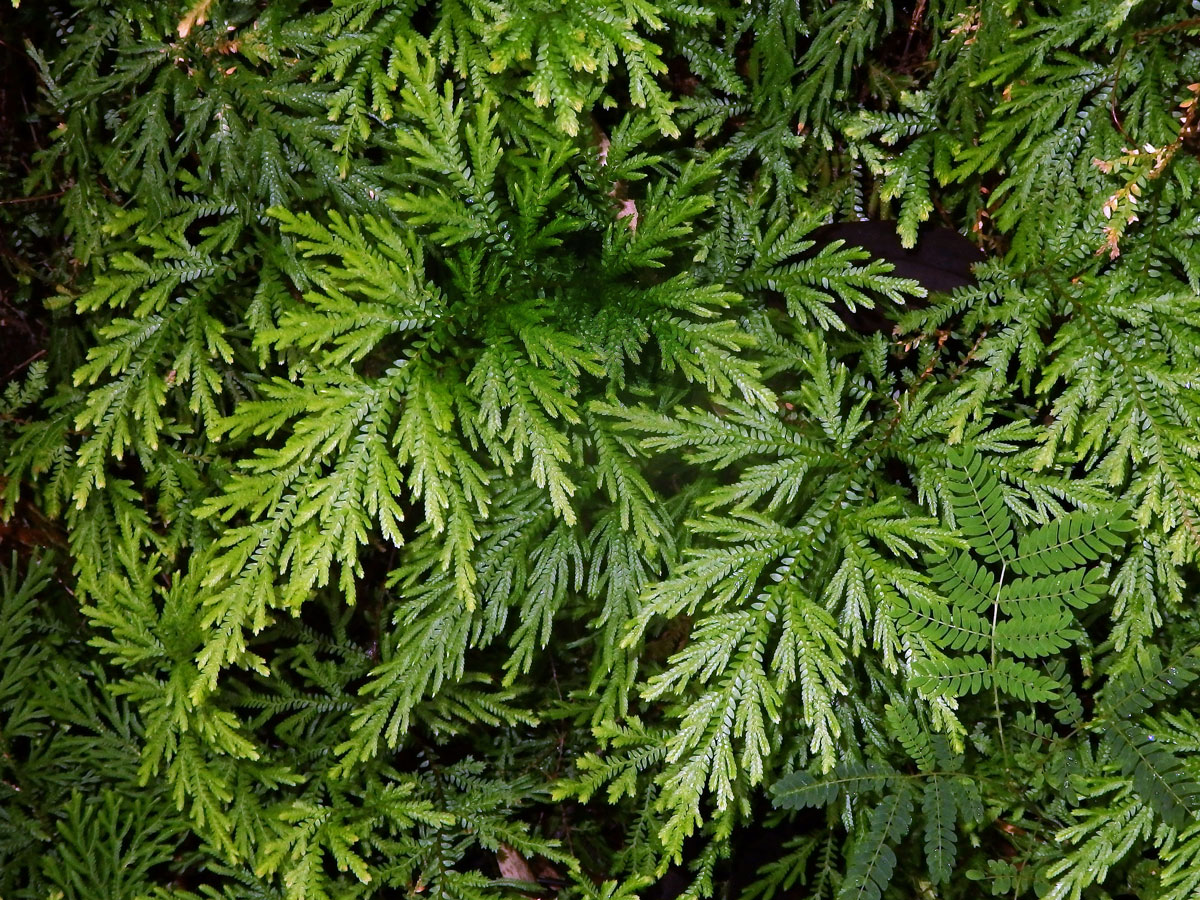 Vraneček (Selaginella arbuscula (Kaulfuss) Spring)