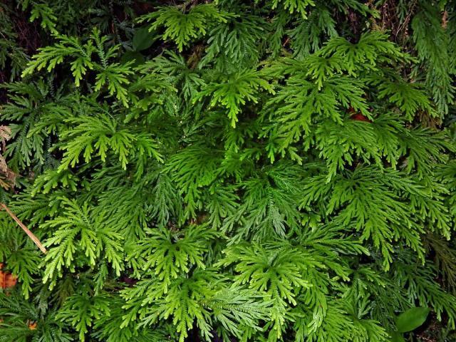 Vraneček (Selaginella arbuscula (Kaulfuss) Spring)