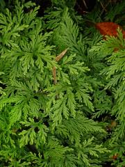 Vraneček (Selaginella arbuscula (Kaulfuss) Spring)