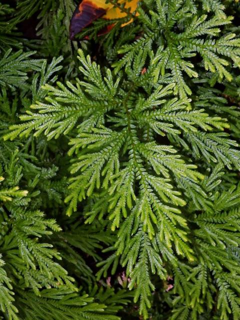 Vraneček (Selaginella arbuscula (Kaulfuss) Spring)