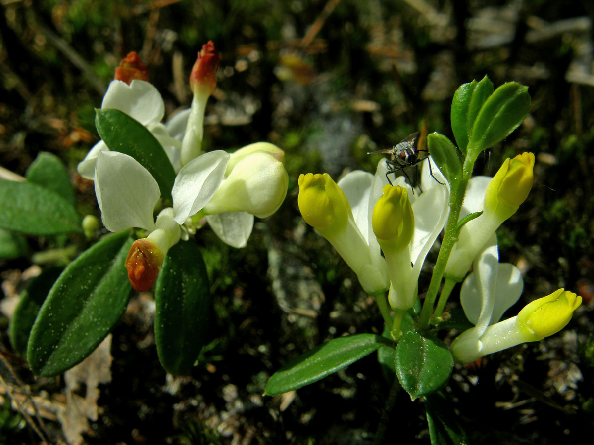 Zimostrázek alpský (Polygala chamaebuxus L.)