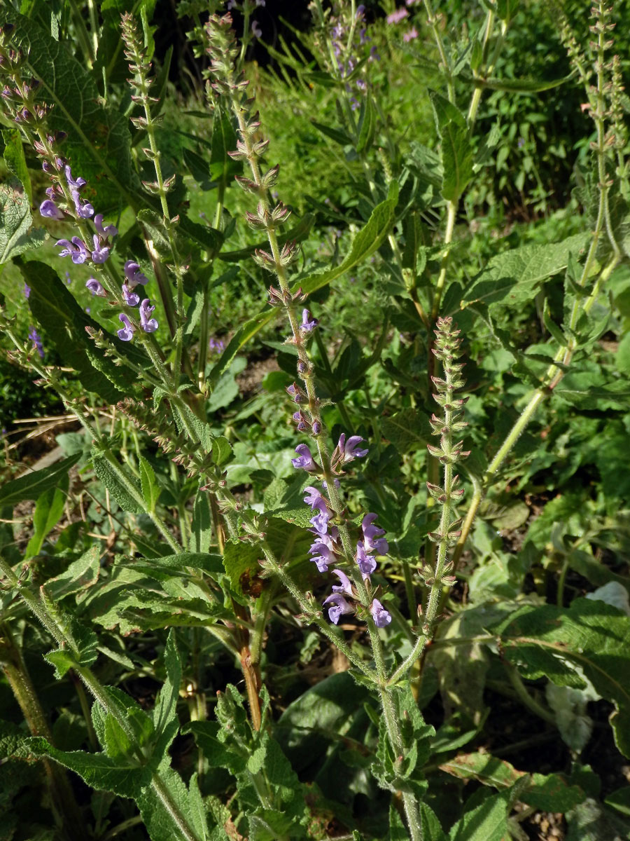 Šalvěj palestinská (Salvia judaica Boiss.)