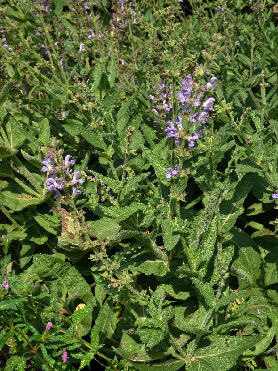 Šalvěj palestinská (Salvia judaica Boiss.)