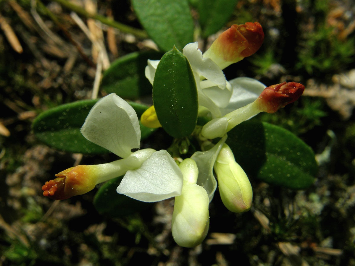 Zimostrázek alpský (Polygala chamaebuxus L.)