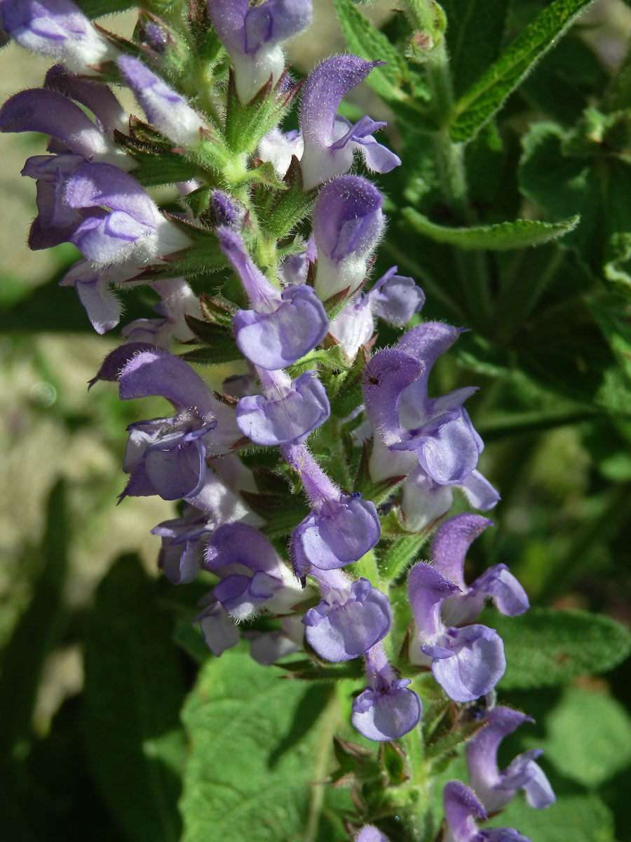 Šalvěj palestinská (Salvia judaica Boiss.)