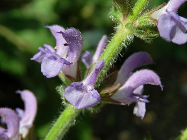 Šalvěj palestinská (Salvia judaica Boiss.)