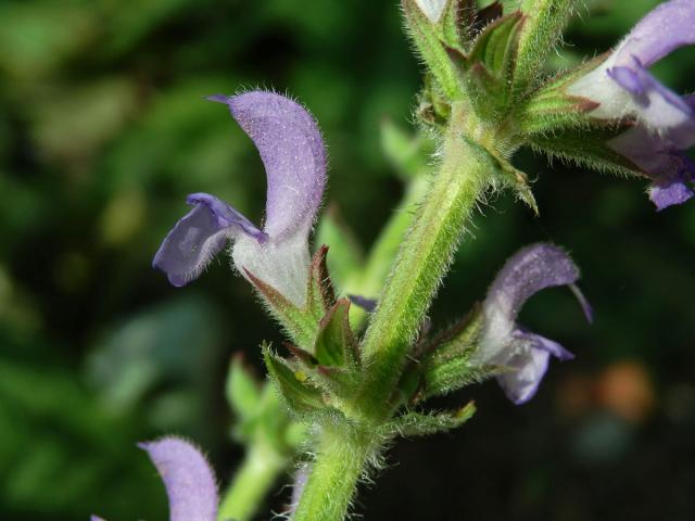 Šalvěj palestinská (Salvia judaica Boiss.)