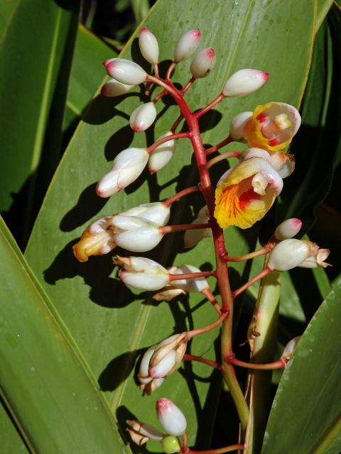 Galgán ozdobný (Alpinia zerumbet (Pers.) Burtt et R. M. Sm.)