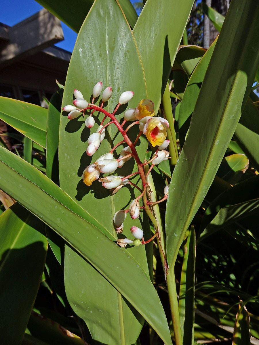 Galgán ozdobný (Alpinia zerumbet (Pers.) Burtt et R. M. Sm.)