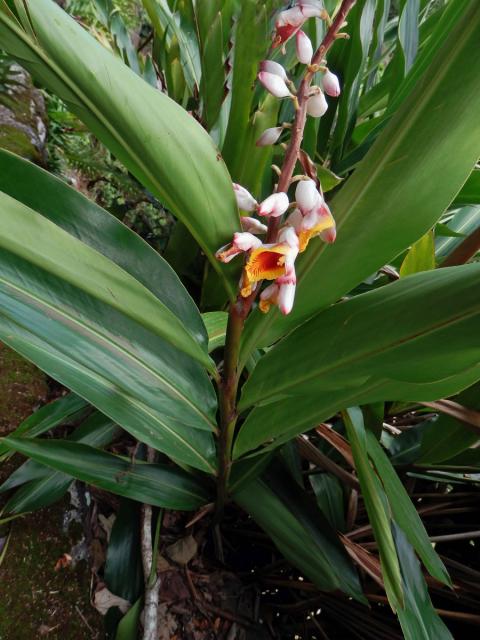 Galgán ozdobný (Alpinia zerumbet (Pers.) Burtt et R. M. Sm.)