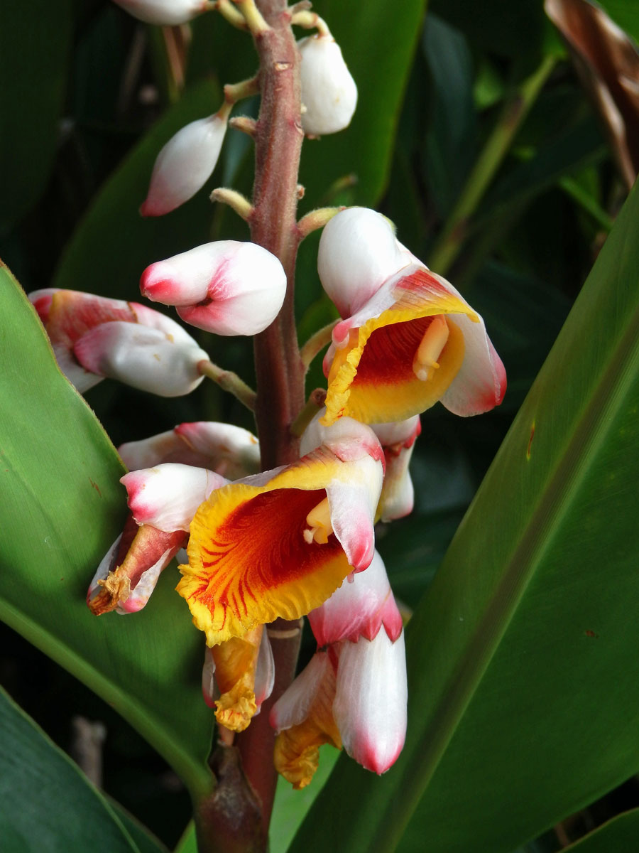 Galgán ozdobný (Alpinia zerumbet (Pers.) Burtt et R. M. Sm.)