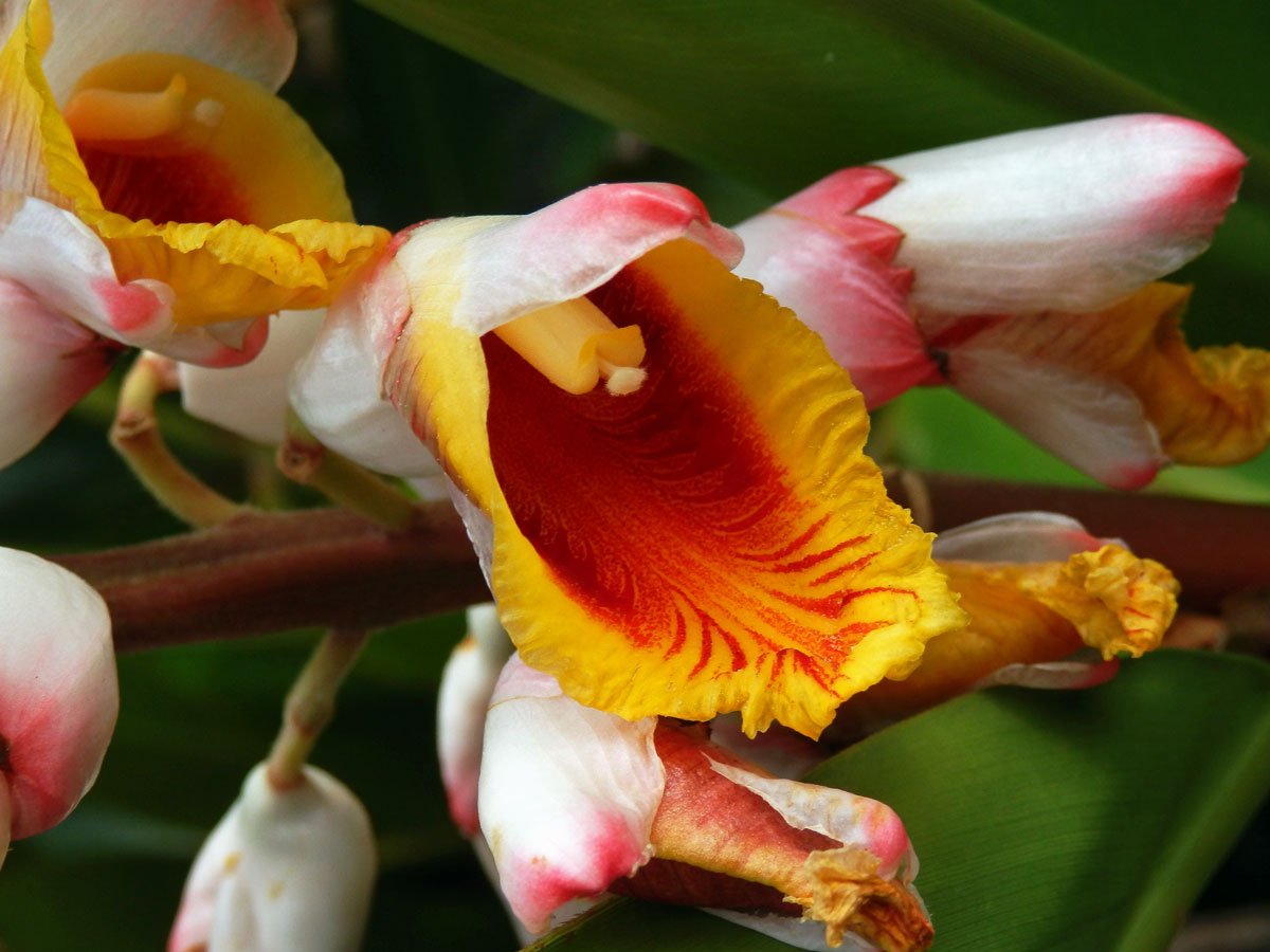 Galgán ozdobný (Alpinia zerumbet (Pers.) Burtt et R. M. Sm.)