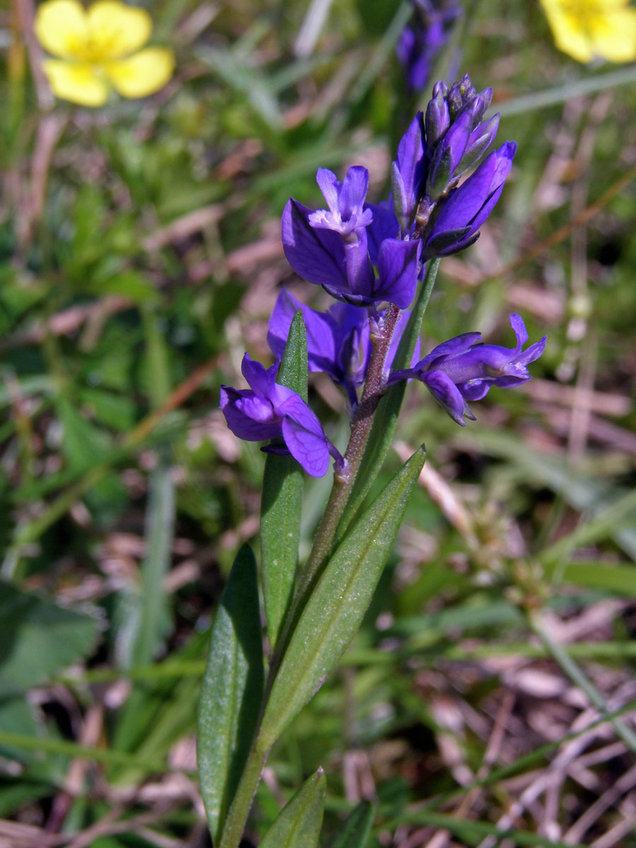 Vítod obecný (Polygala vulgaris L.)