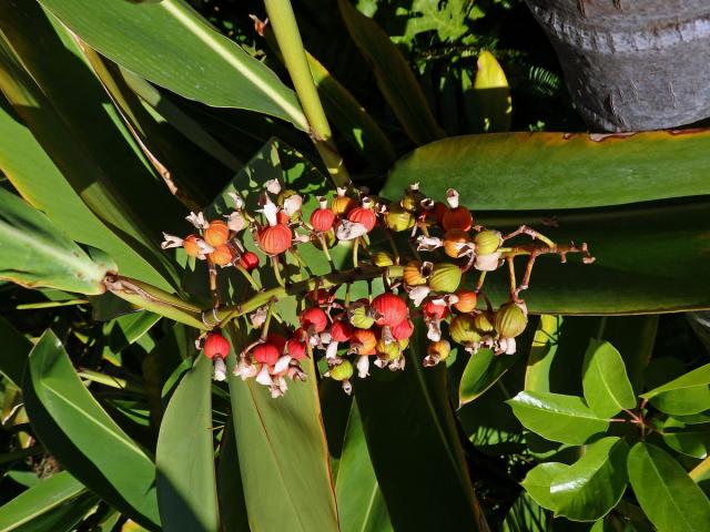 Galgán ozdobný (Alpinia zerumbet (Pers.) Burtt et R. M. Sm.)