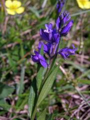 Vítod obecný (Polygala vulgaris L.)