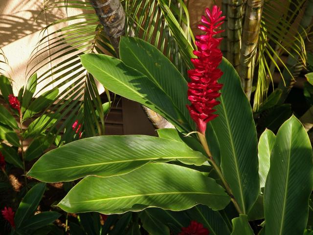 Galgán nachový (Alpinia purpurata (Vieill.) K. Schum)