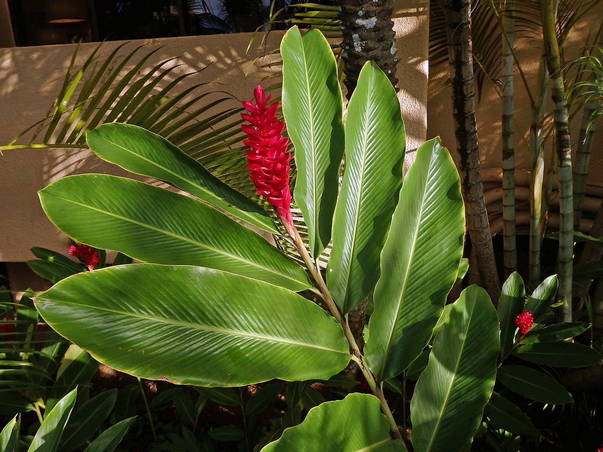 Galgán nachový (Alpinia purpurata (Vieill.) K. Schum)