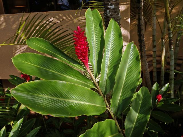 Galgán nachový (Alpinia purpurata (Vieill.) K. Schum)