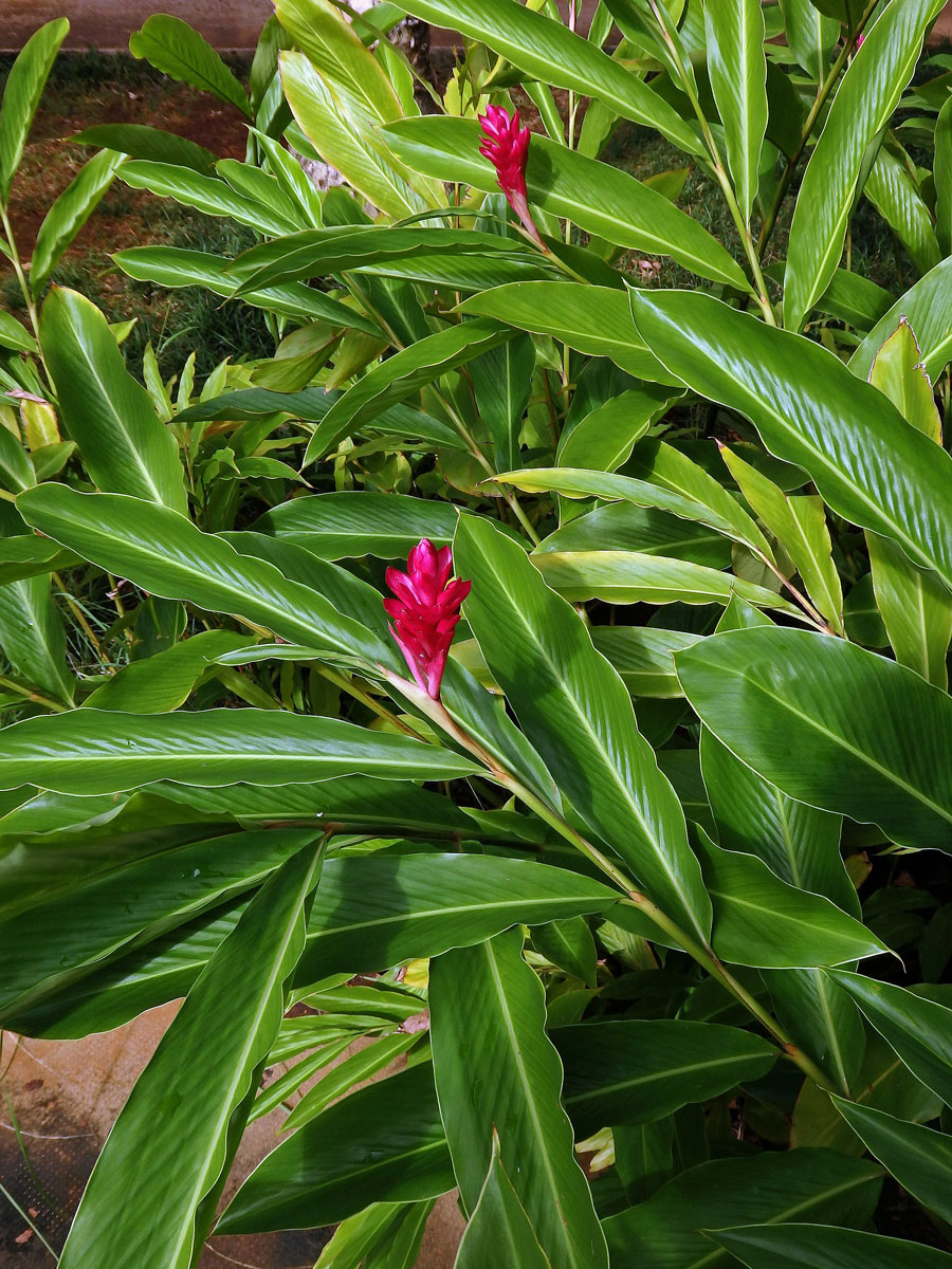 Galgán nachový (Alpinia purpurata (Vieill.) K. Schum)