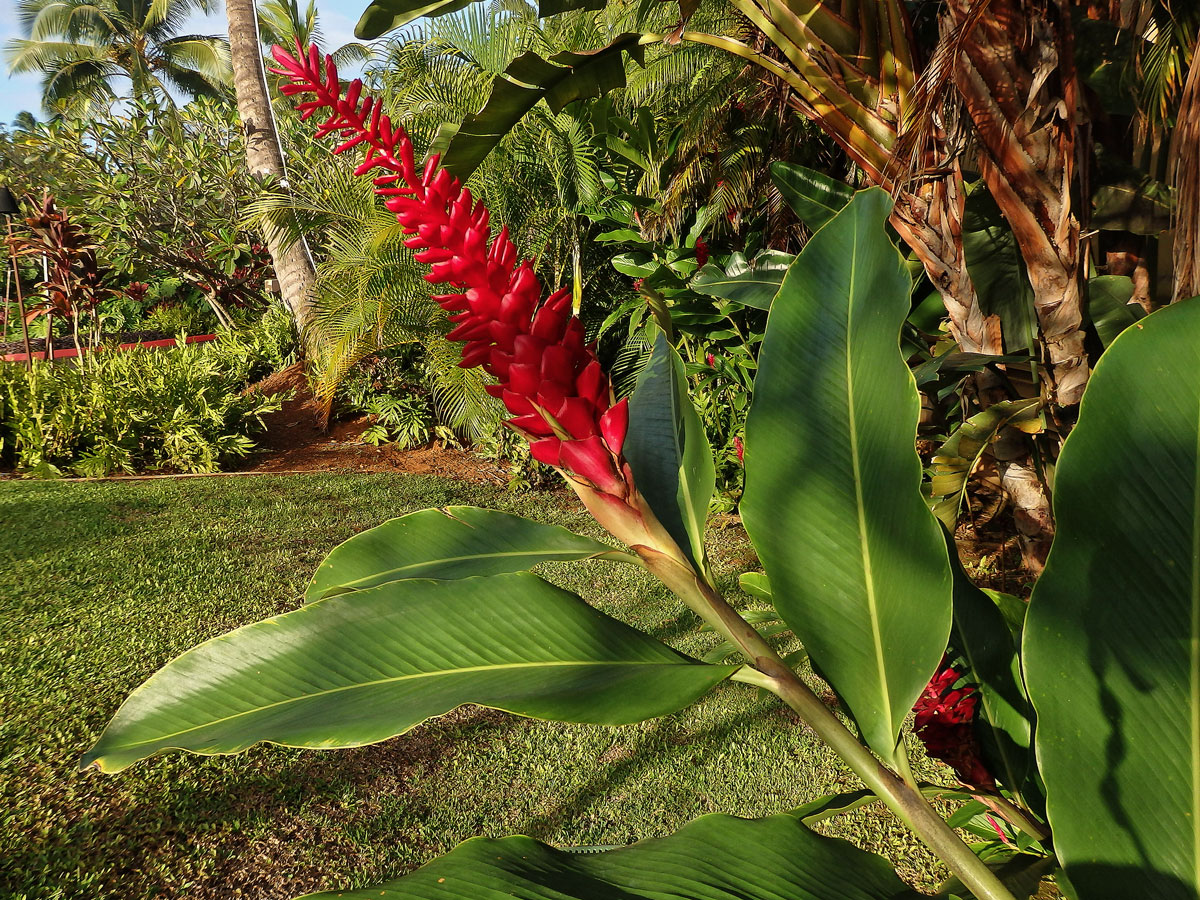 Galgán nachový (Alpinia purpurata (Vieill.) K. Schum)