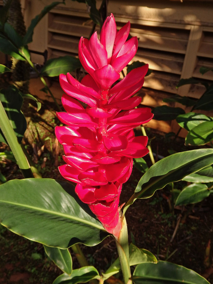 Galgán nachový (Alpinia purpurata (Vieill.) K. Schum)