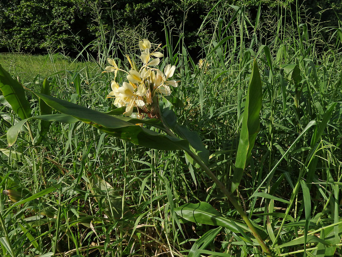 Hedychium flavescens Carey ex Roscoe