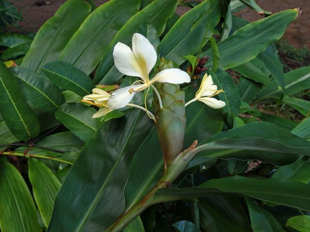 Hedychium flavescens Carey ex Roscoe