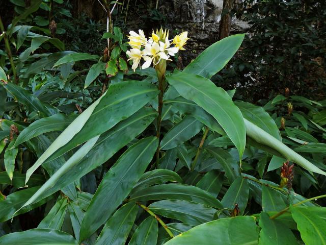 Hedychium flavescens Carey ex Roscoe