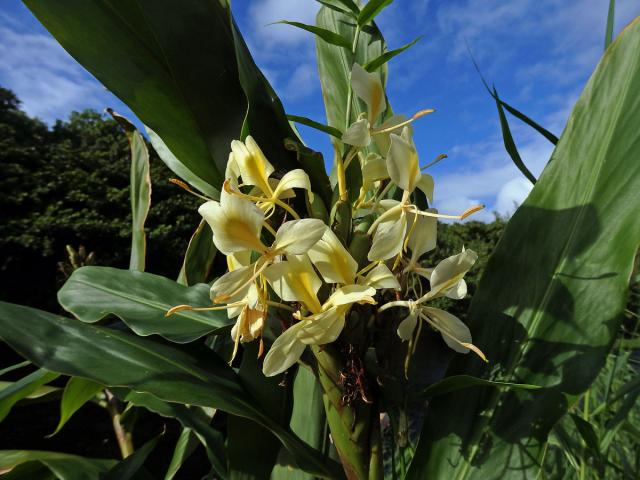 Hedychium flavescens Carey ex Roscoe