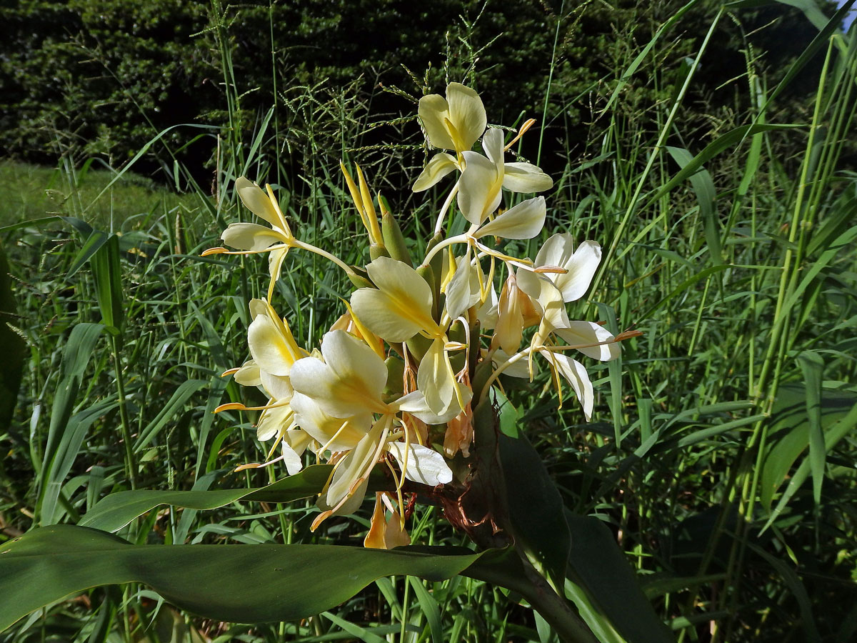 Hedychium flavescens Carey ex Roscoe