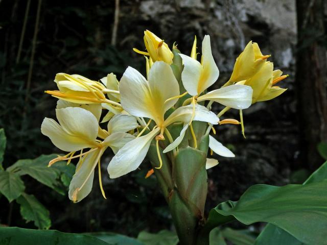 Hedychium flavescens Carey ex Roscoe