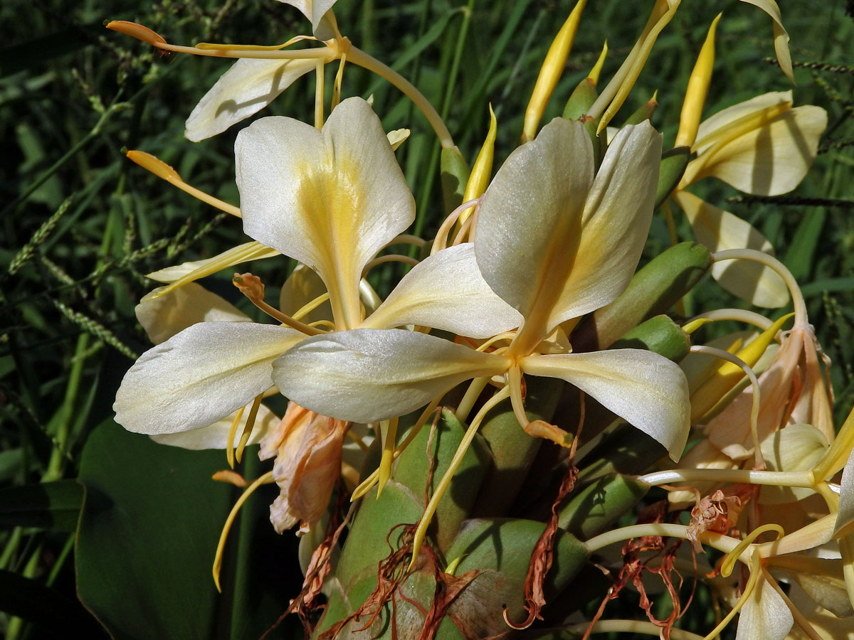 Hedychium flavescens Carey ex Roscoe