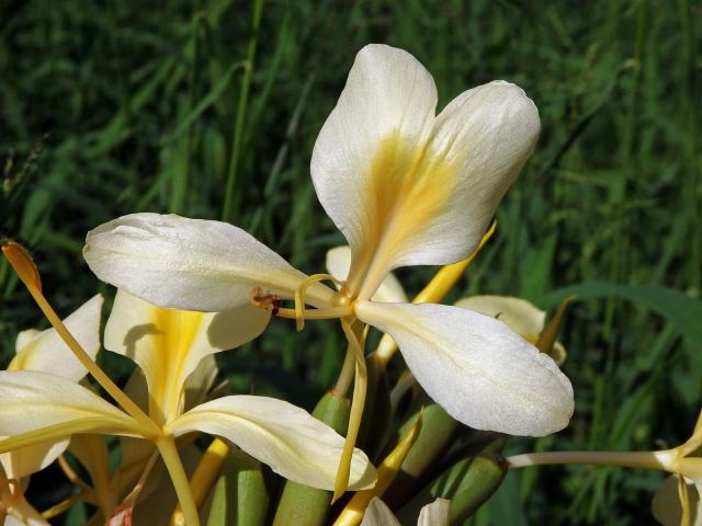 Hedychium flavescens Carey ex Roscoe