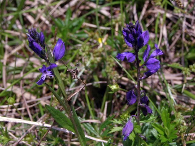 Vítod obecný (Polygala vulgaris L.)