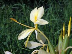 Hedychium flavescens Carey ex Roscoe