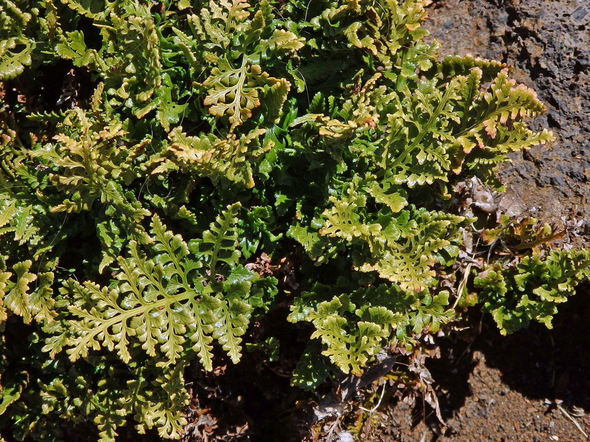 Sleziník netíkovitý (Asplenium adiantum-nigrum L.)