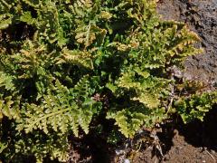 Sleziník netíkovitý (Asplenium adiantum-nigrum L.)   