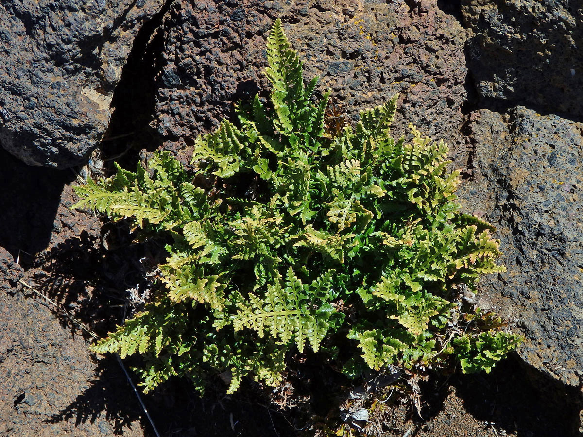 Sleziník netíkovitý (Asplenium adiantum-nigrum L.)