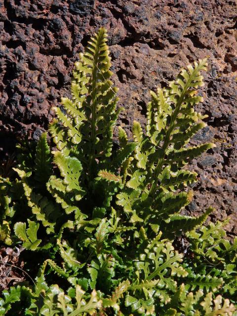 Sleziník netíkovitý (Asplenium adiantum-nigrum L.)