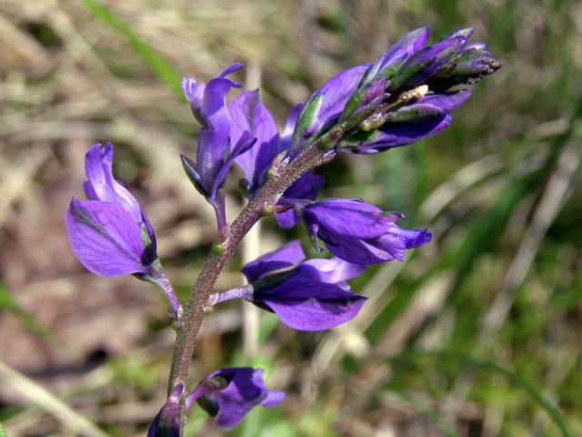 Vítod obecný (Polygala vulgaris L.)