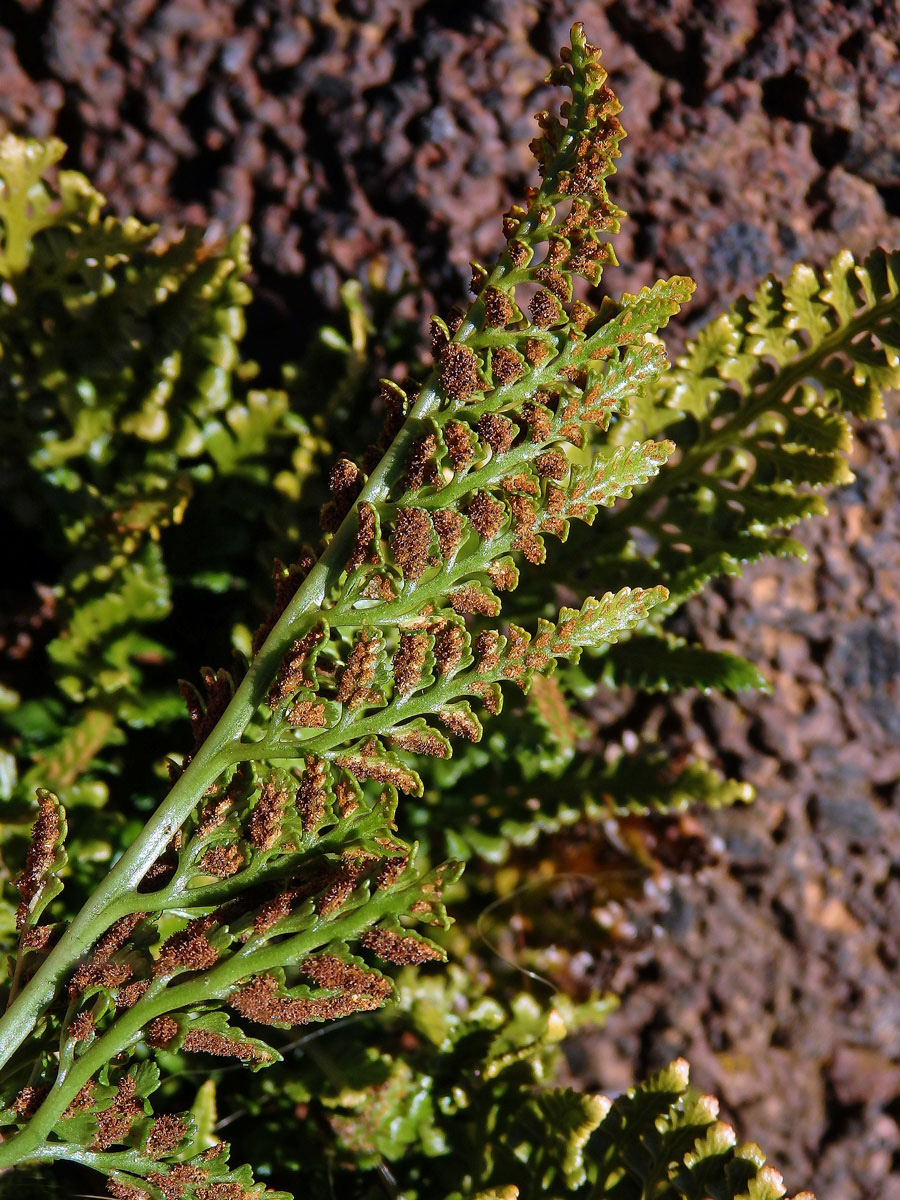 Sleziník netíkovitý (Asplenium adiantum-nigrum L.)