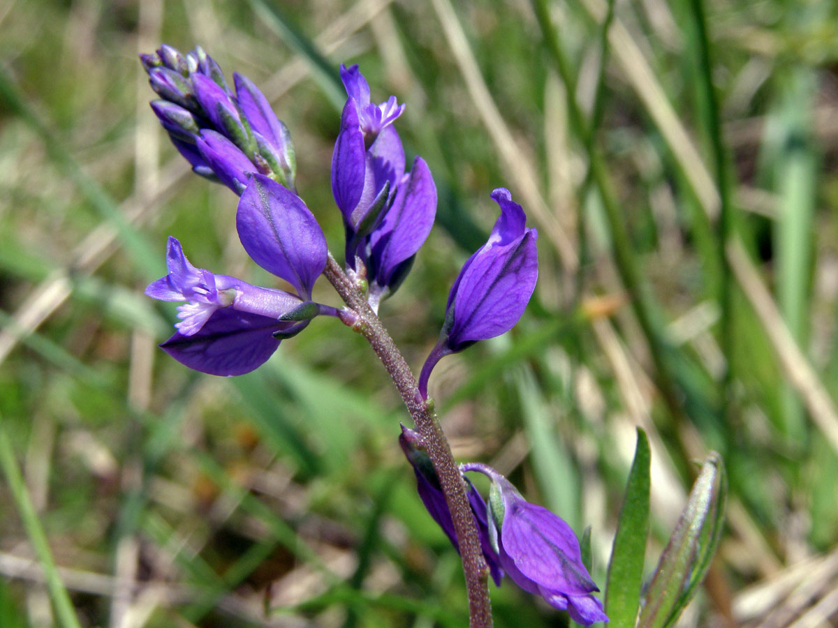 Vítod obecný (Polygala vulgaris L.)